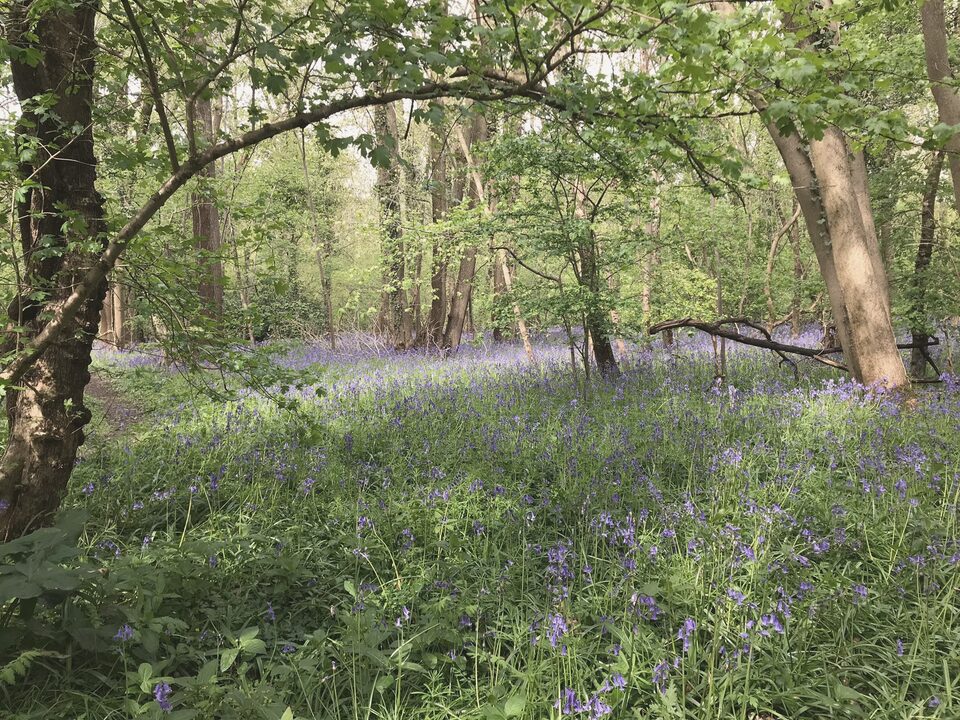 Bluebells in an open wood, soft spring light