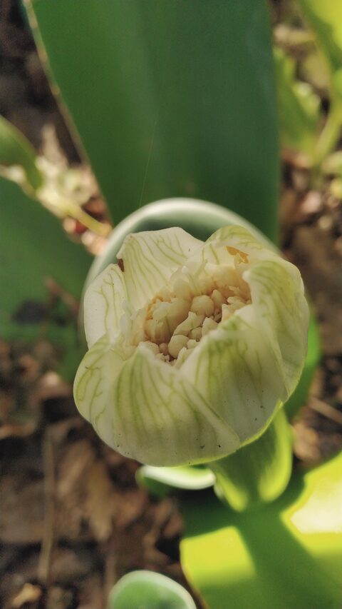 A pale bud opening, the centre just visible