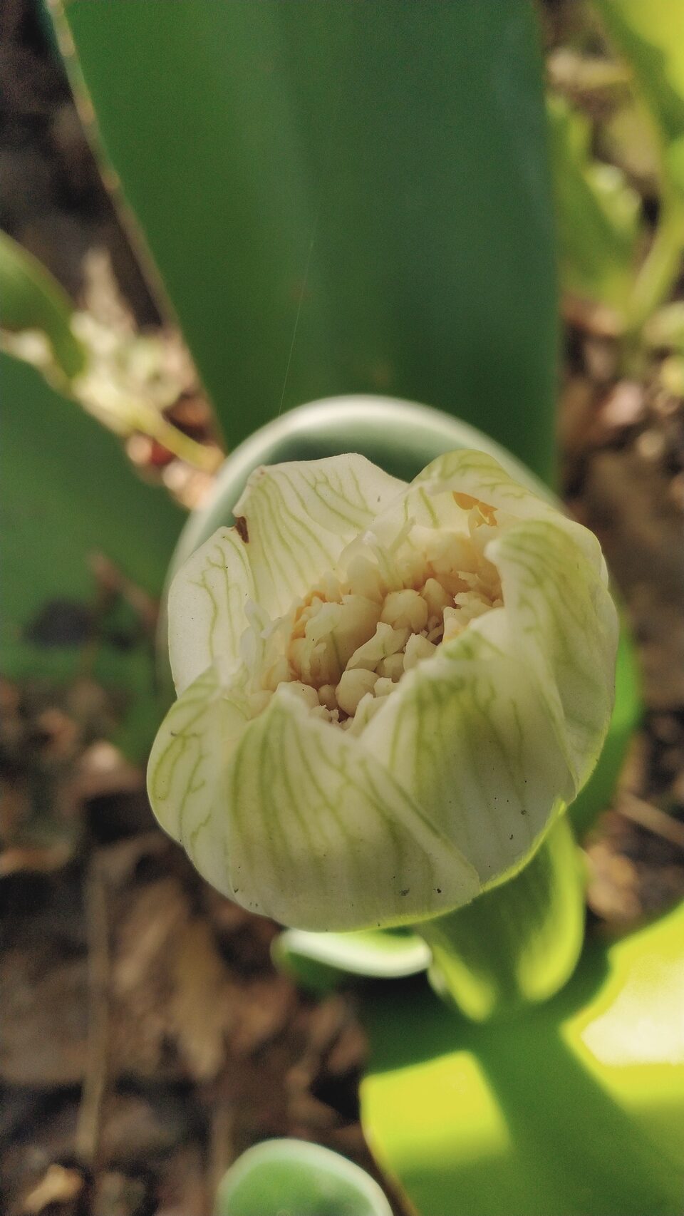 A pale bud opening, the centre just visible