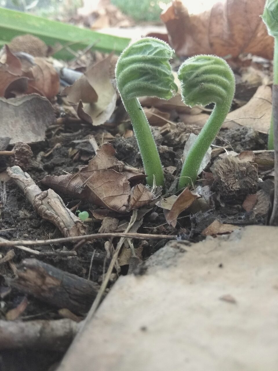 Two fern fronds unfurling side by side, curled towards one another