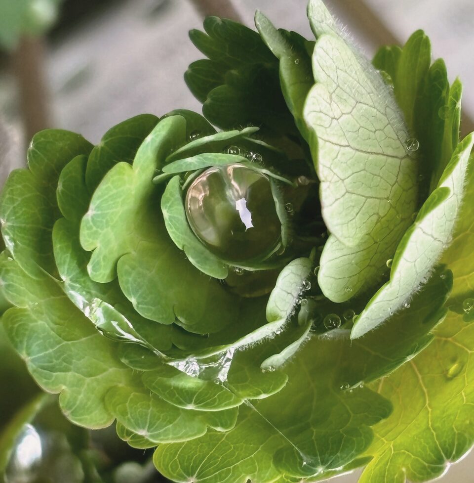 A drop of water held in the centre of a lady’s mantle leaf