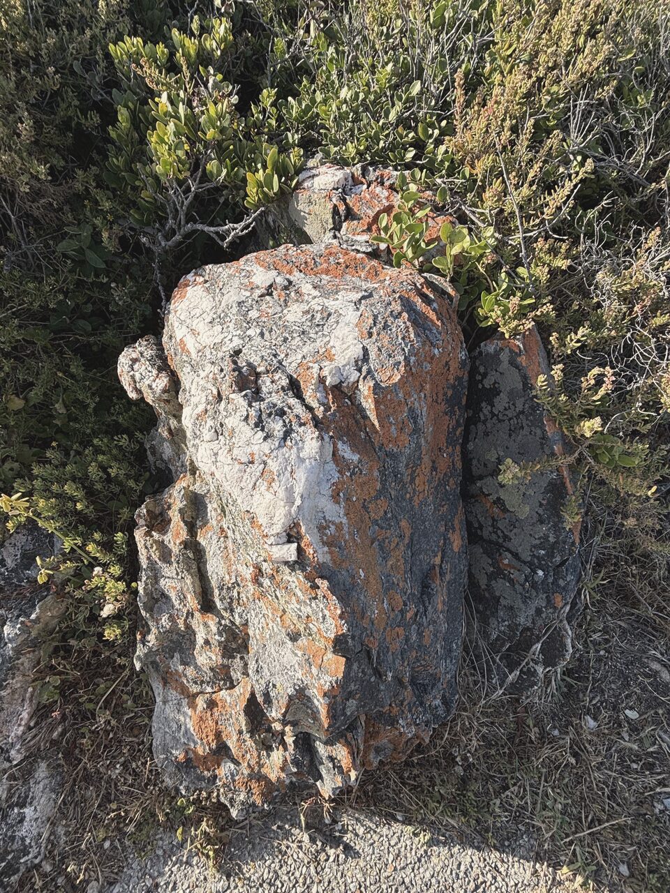 A lichen-covered rock set into low coastal scrub