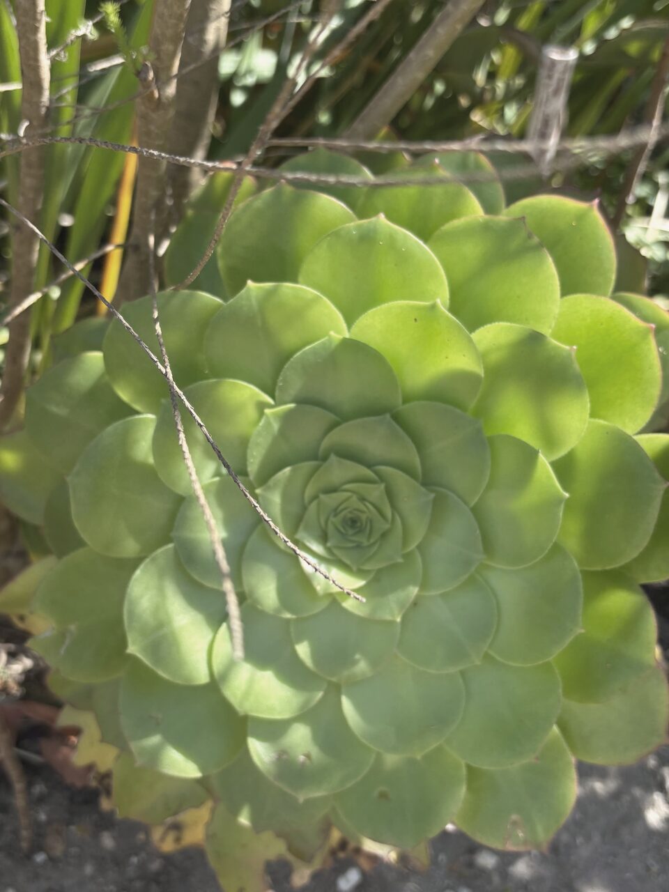 A succulent rosette, leaves spiralling from the centre