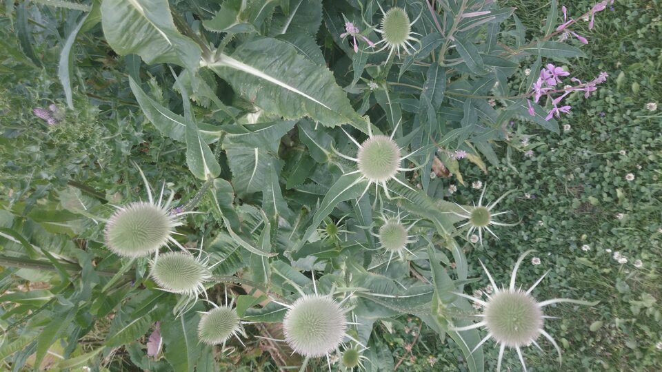Teasel heads standing against a pale winter sky