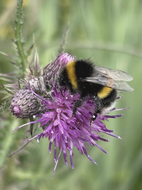 A bumblebee on a purple thistle head