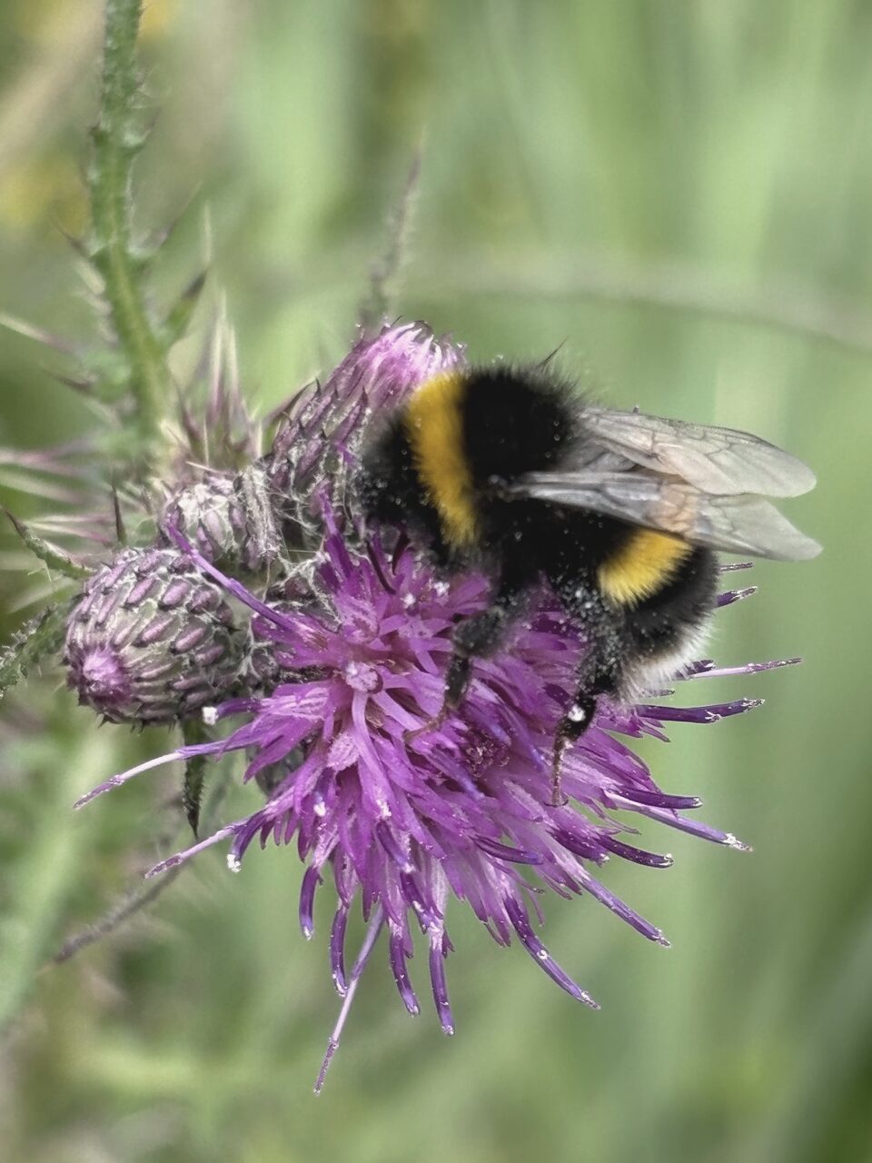 A bumblebee on a purple thistle head