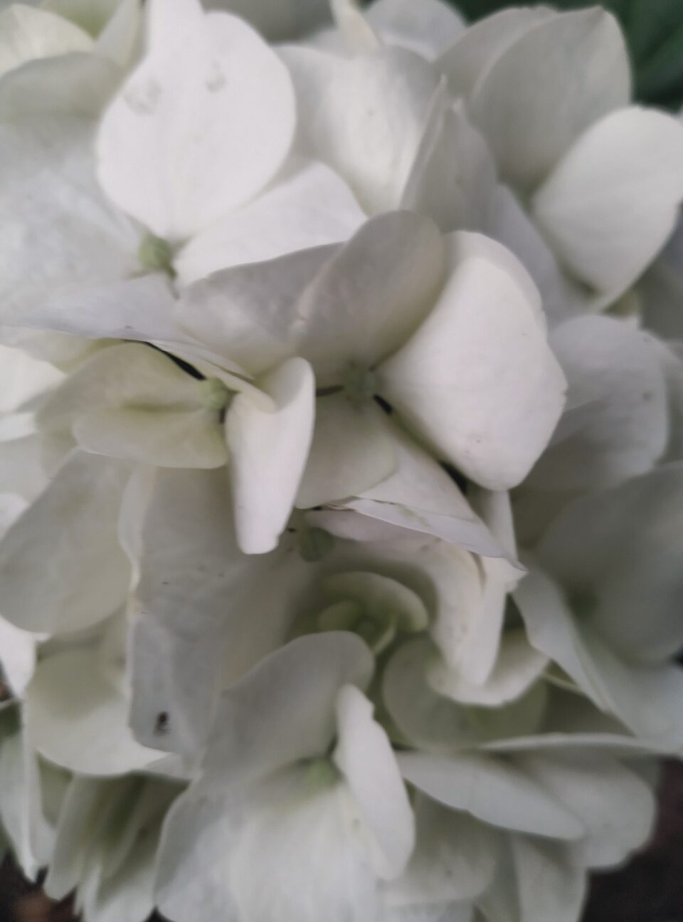 White hydrangea petals gathered close together, soft and open